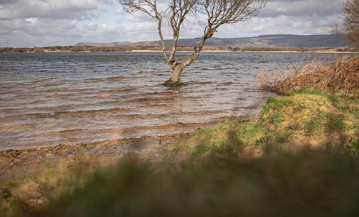 Kenfig NNR tree in pool